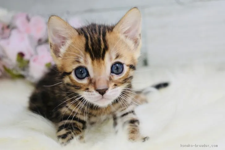 ID:2003-00951の子猫
