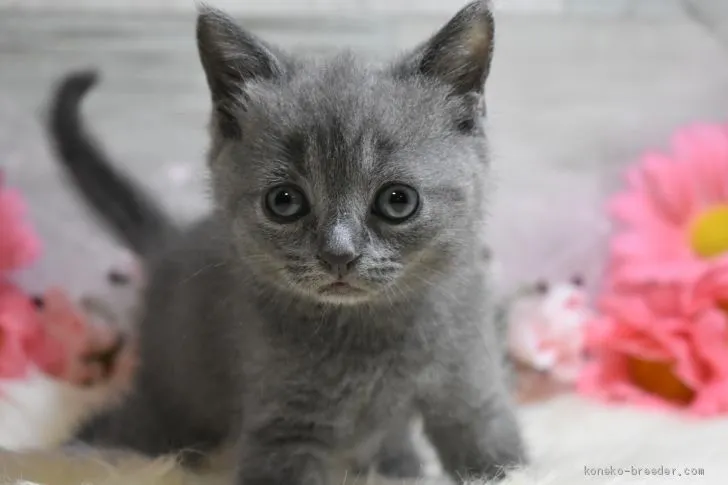 ヤマ 様のお迎えした子猫