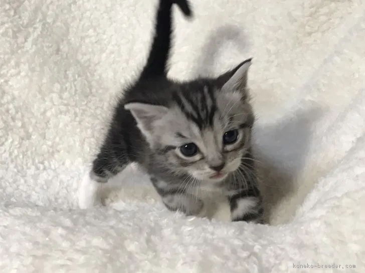 ID:1704-01148の子猫