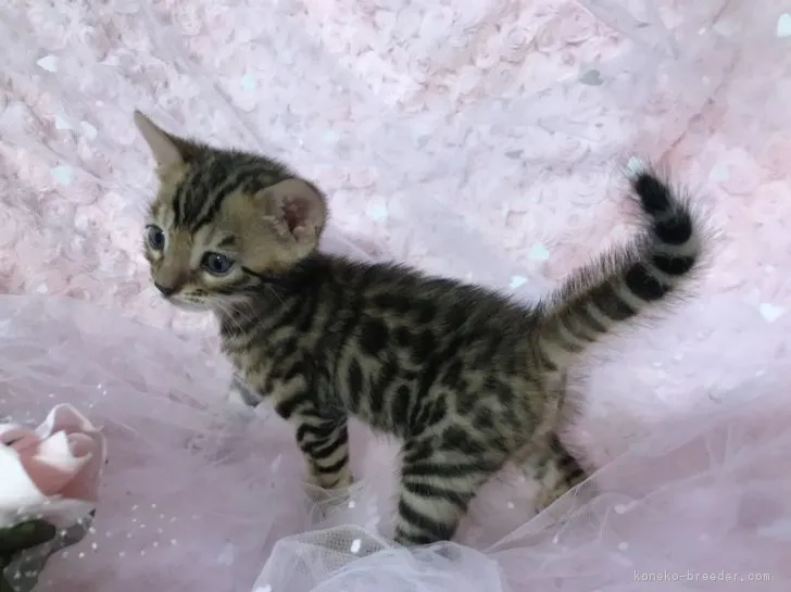 ID:1808-01273の子猫