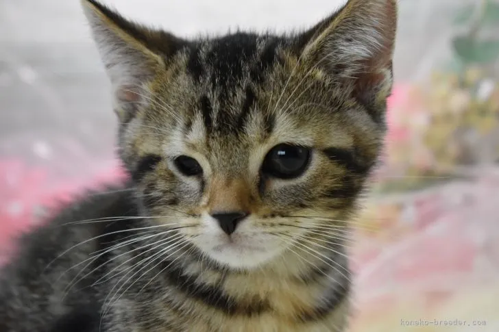 トモ 様のお迎えした子猫