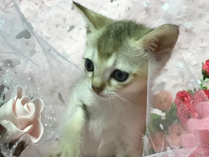 ID:1807-00129の子猫