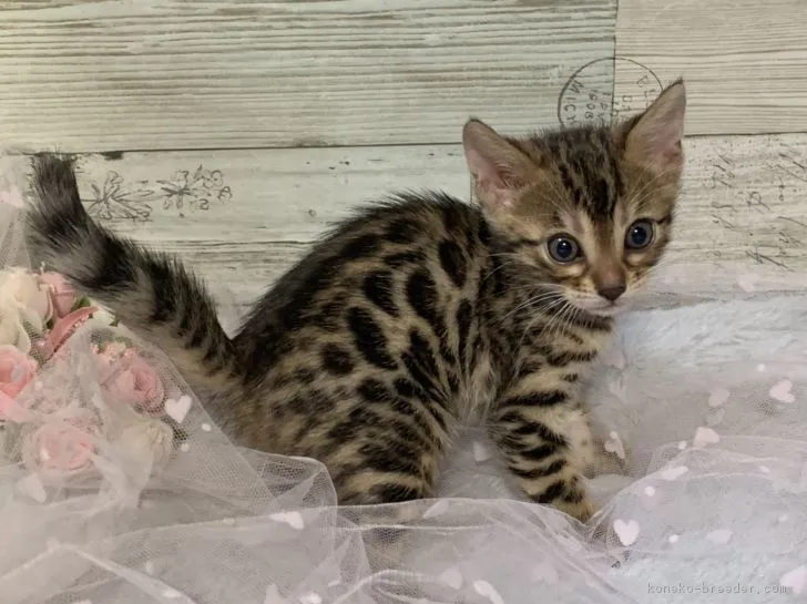 ID:1902-01058の子猫
