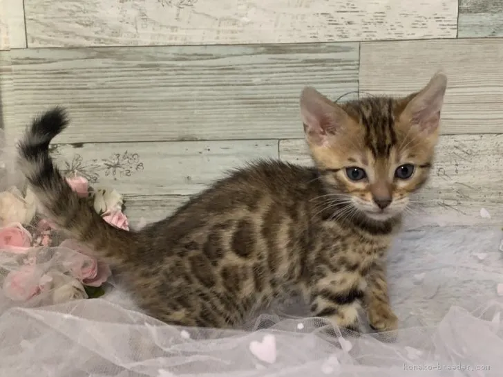 ID:1902-01057の子猫
