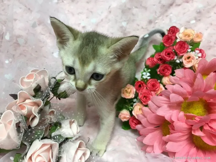 ID:1807-00128の子猫