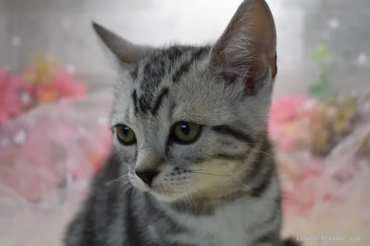 ID:2105-02592の子猫