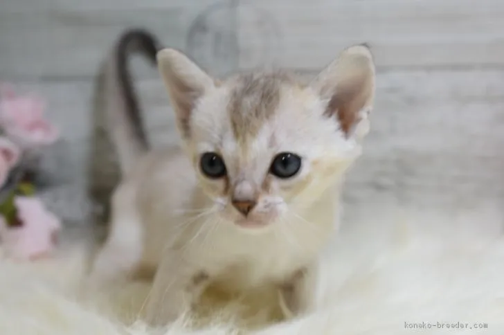 ID:2003-00668の子猫