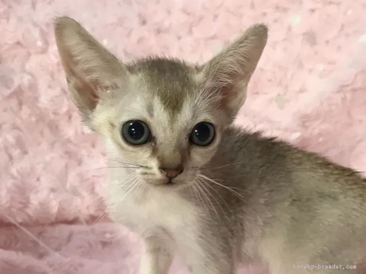ID:1808-01278の子猫