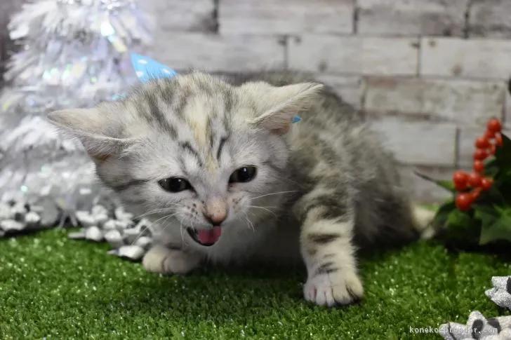 ID:1811-00905の子猫