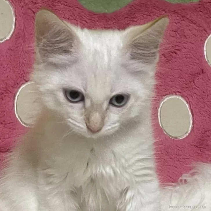 ID:2407-01180の子猫