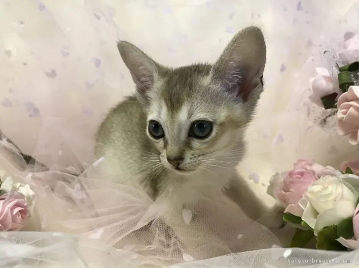 ID:1805-01854の子猫