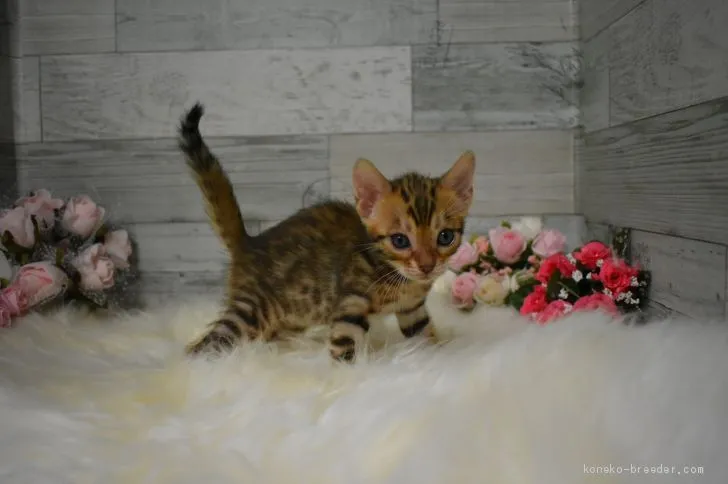 ID:1907-00398の子猫