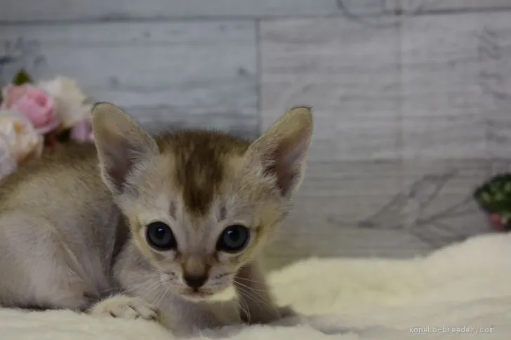 ID:1904-00846の子猫