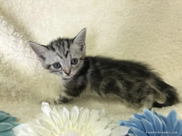 ID:1806-01116の子猫
