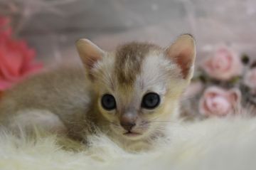 シンガプーラ【兵庫県・男の子・2020年7月25日・セピアアグーティ（短毛）】の写真「人が大好き♡」