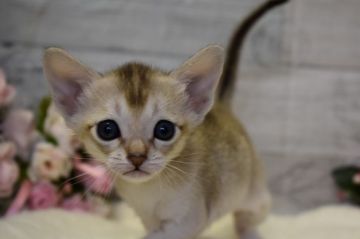 シンガプーラ【兵庫県・女の子・2019年3月8日・セピアアグーティ】の写真「とにかく可愛い！」