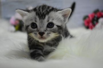 アメリカンショートヘア【兵庫県・男の子・2019年7月8日・シルバータビー】の写真「とってもかわいいです！」