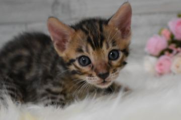 ベンガル【兵庫県・男の子・2019年6月4日・ブラウンスポテッドタビー】の写真「イケメンくん！」