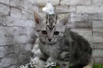 アメリカンショートヘア【兵庫県・男の子・2018年8月31日・シルバータビー】の写真「とにかく可愛い♡」