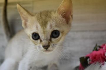 シンガプーラ【兵庫県・男の子・2019年9月21日・セピアアグーティ】の写真「とても可愛い」