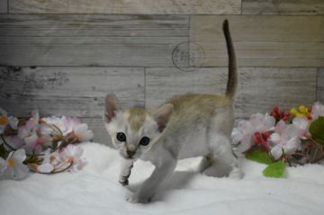 シンガプーラ【兵庫県・男の子・2019年2月10日・セピアアグーティ】の写真「とにかく可愛い♡」