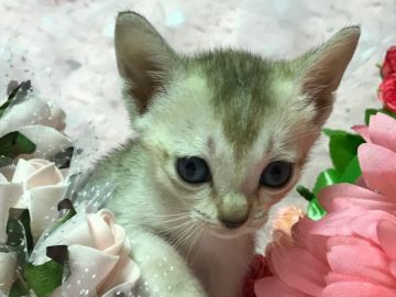 シンガプーラ【兵庫県・男の子・2018年5月31日・セピアアグーティ】の写真「明るく可愛い♡」