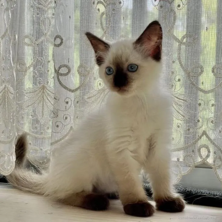 ID:2208-02985の子猫