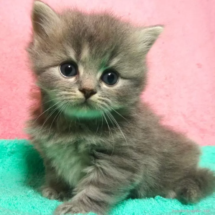 ID:2409-02548の子猫