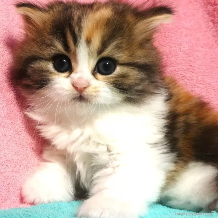 ID:2410-00121の子猫