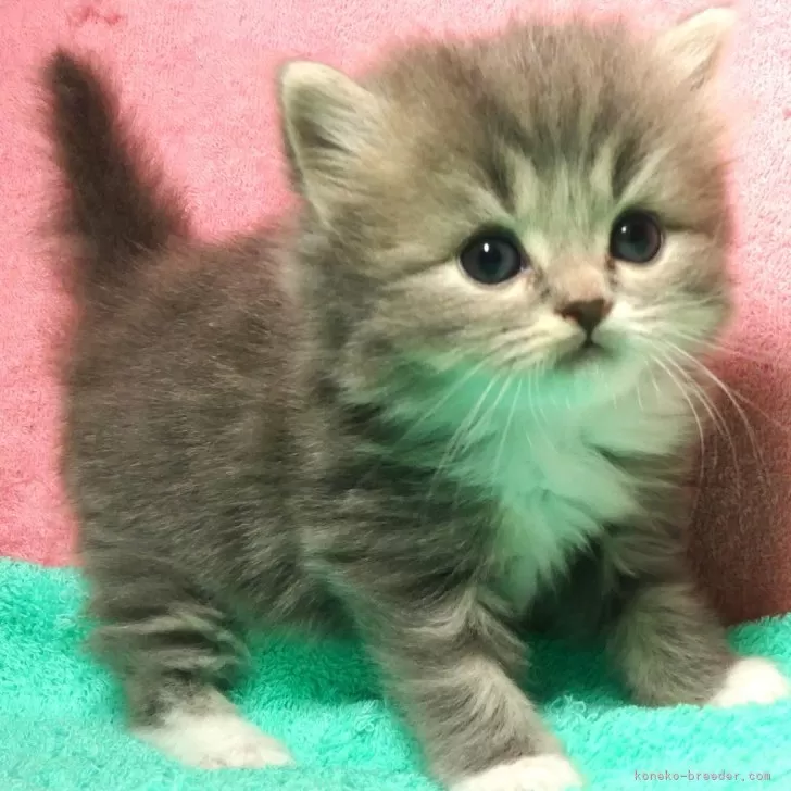 ID:2409-02550の子猫