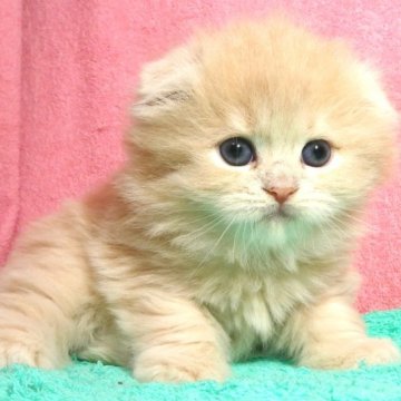 スコティッシュフォールドの子猫を探す｜ブリーダー直販の子猫販売