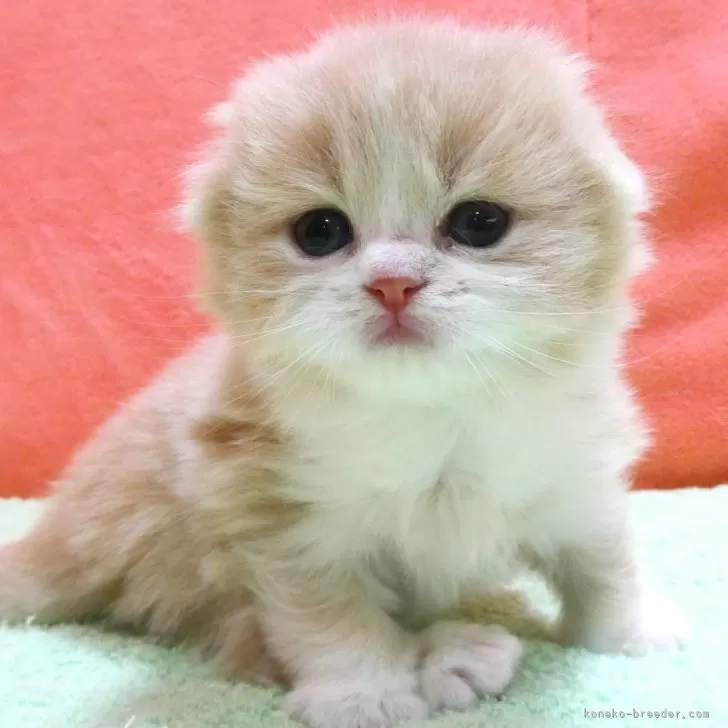 まる 様のお迎えした子猫
