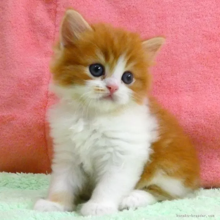 みづき 様のお迎えした子猫