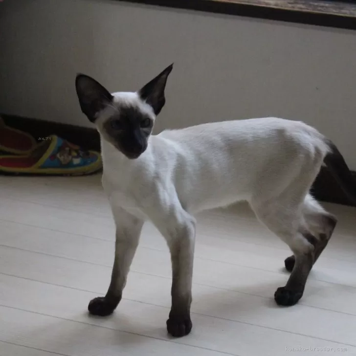 ID:2403-01463の子猫