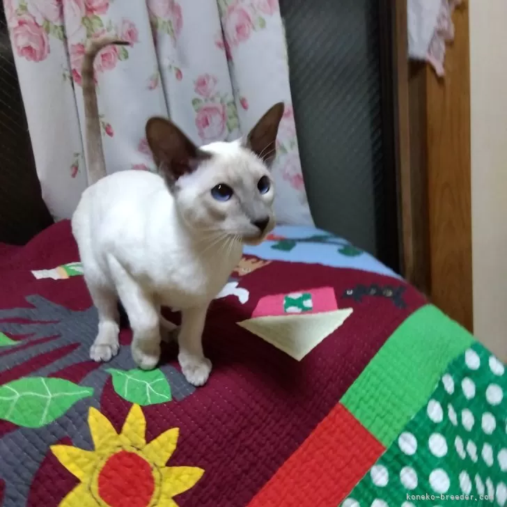 ID:2502-02280の子猫