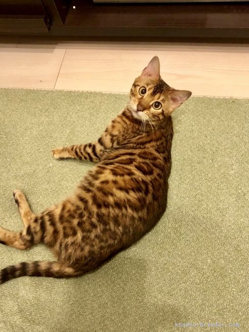 オレンジ色の親猫ちゃんです。｜吉田　真一(よしだ　しんいち)ブリーダー(千葉県・ベンガル・ACC登録)の紹介写真3