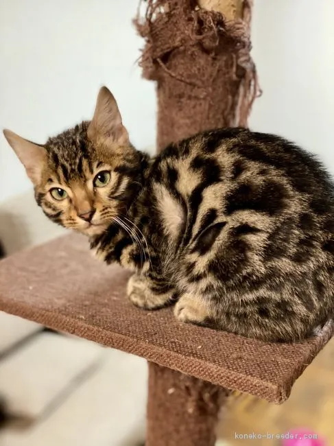ID:2011-00888の子猫