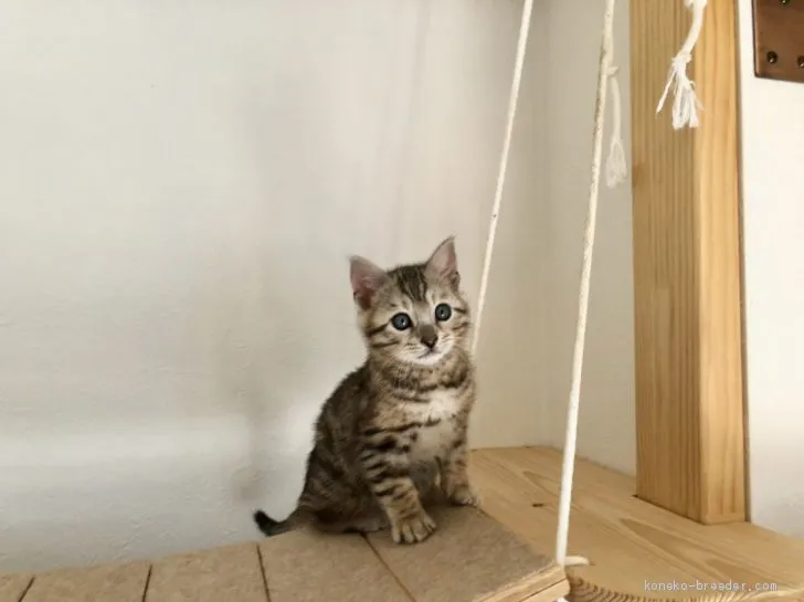 ID:2003-01511の子猫