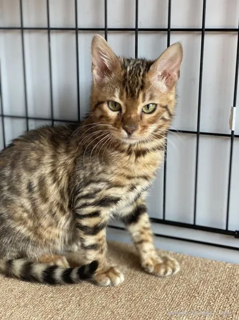ID:2112-01251の子猫