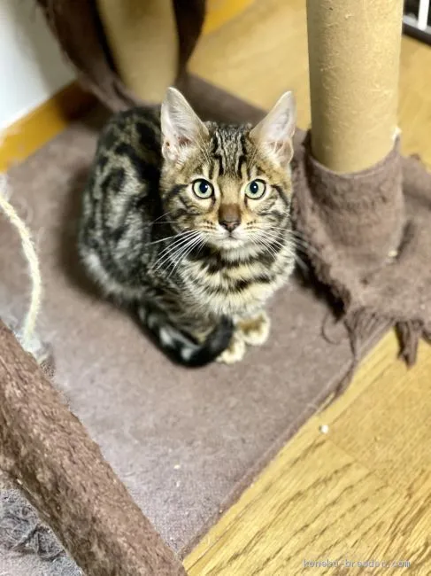 ID:2011-00887の子猫