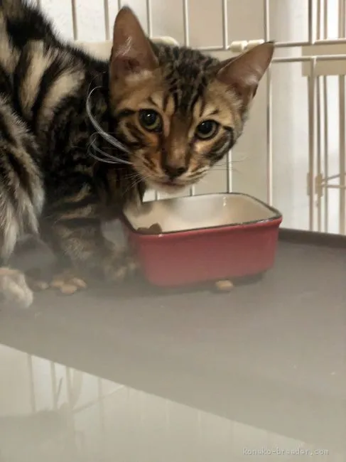 ID:1912-00581の子猫