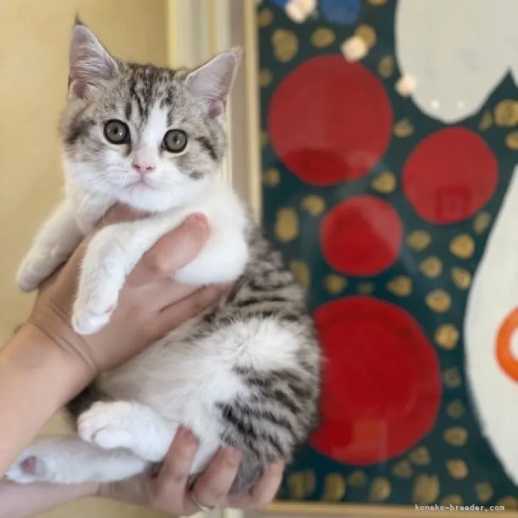 ID:2306-03317の子猫
