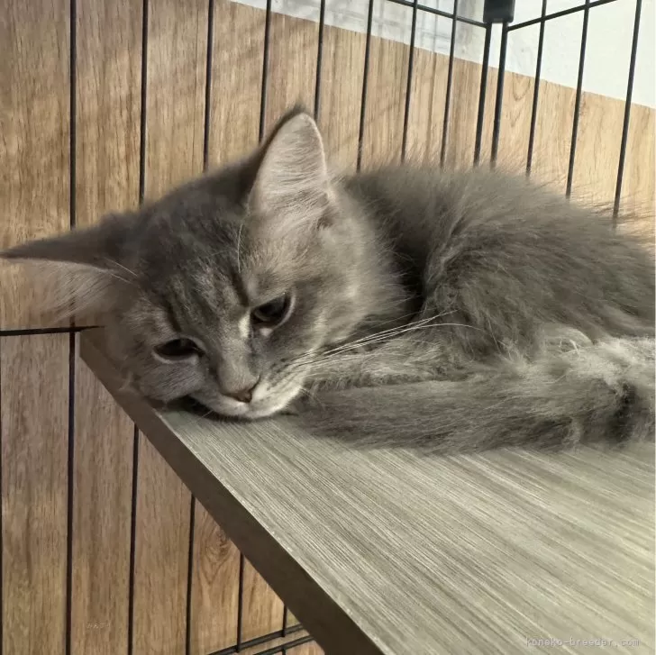 ID:2406-00304の子猫