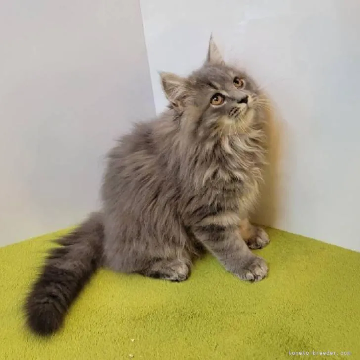 ID:2208-01681の子猫