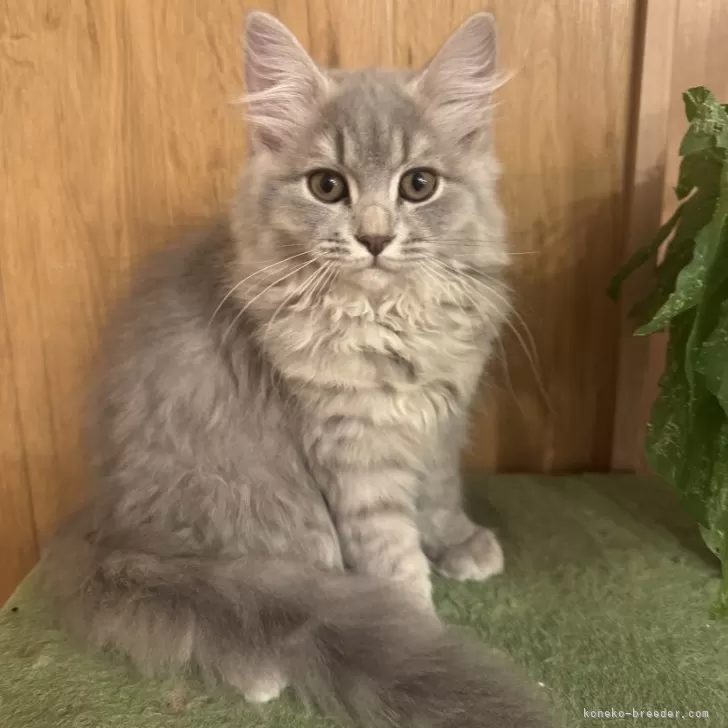 Y.U 様のお迎えした子猫