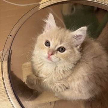 サイベリアン【京都府・男の子・2025年2月9日・クリームタビー】の写真「きなこもちちゃん」