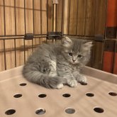 サイベリアン