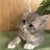 サイベリアン