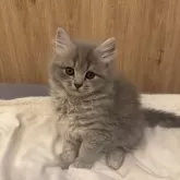 サイベリアン