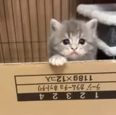 サイベリアン